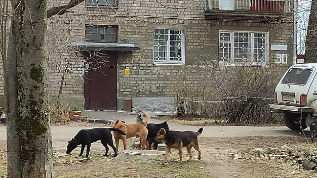 На Соликамской улице появились бродячие собаки